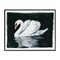 Stupell Industries Beautiful Swan Black Reflection Framed Giclee Art